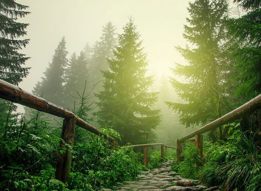 A path in the woods with trees and fog